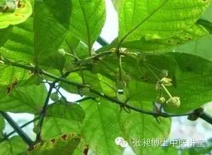 针灸治百日咳,钩藤治咳嗽