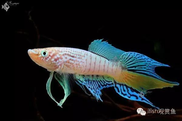 鱼超可爱卡通,鱼可爱卡通画