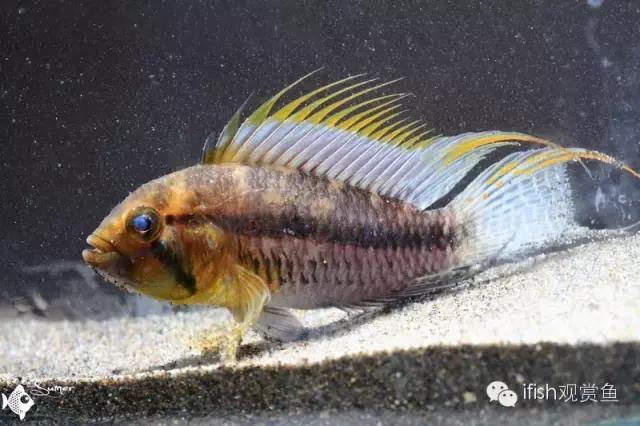 鱼超可爱卡通,鱼可爱卡通画