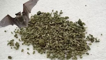 来自身边的“翔”，得知后你都可以做《女医》了！