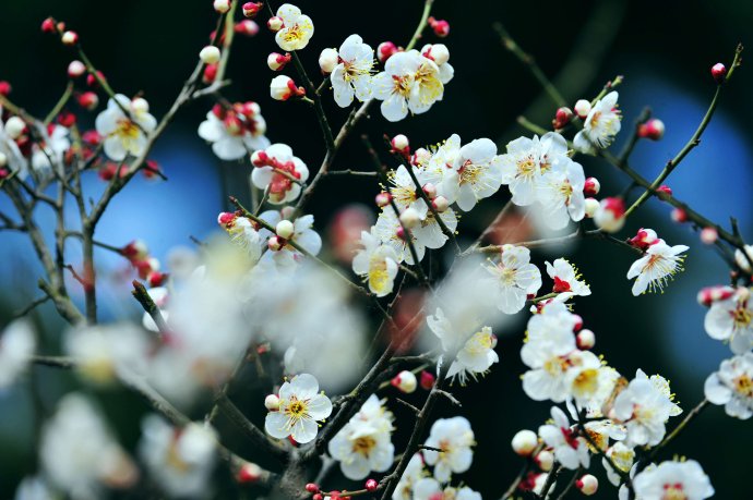 赏梅的正当时候,最是一年春光好踏春赏梅正当时