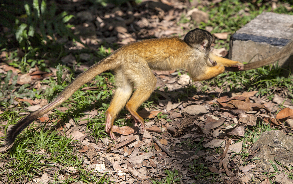 日本除了爱泡澡的温泉猴，还有这群爱翻女生包包的“扒手猴”