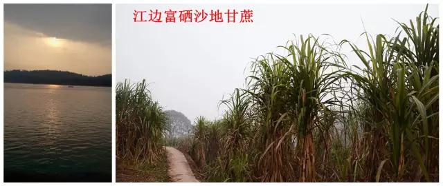 教你如何辨别真红糖,正宗红糖辨别方法