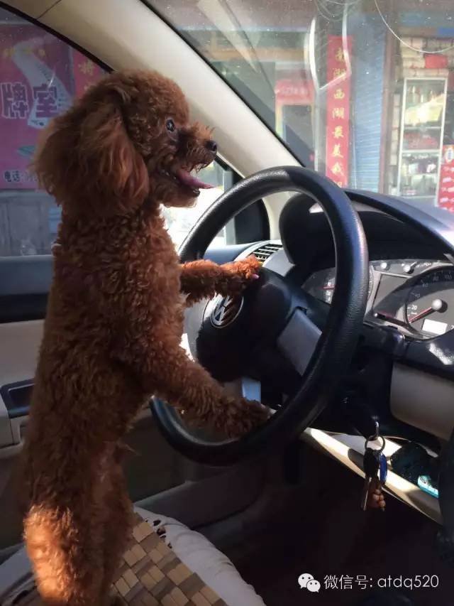 泰迪妈妈生了几个孩子,泰迪接生的过程