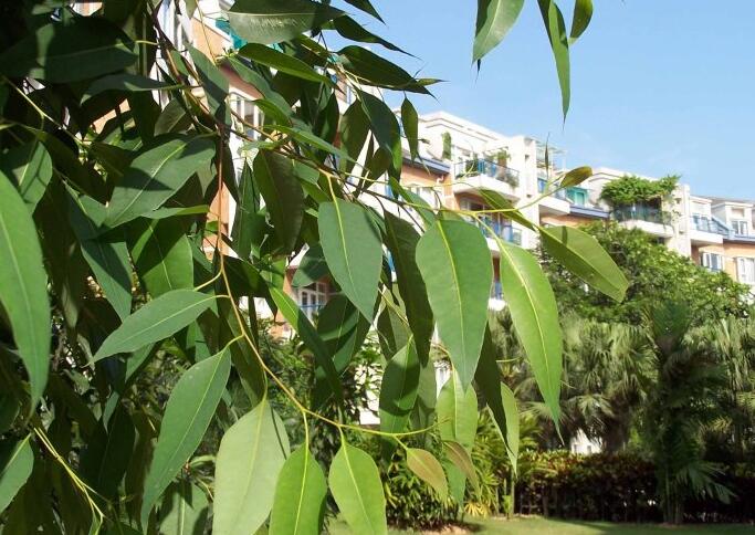 芳香大百科常用精油介绍,各类精油成分功效