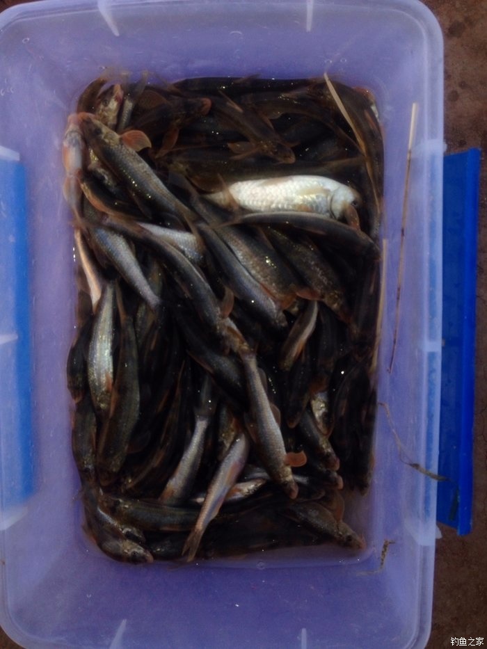 宁夏人钓鱼,黄河钓鱼的人多吗