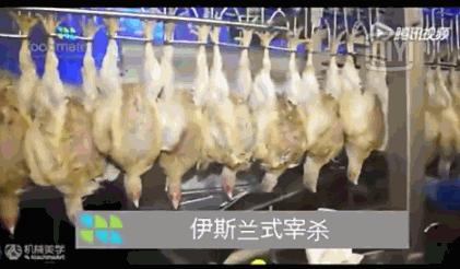 看看外国人是怎样宰牛的,德国杀鸡的全过程
