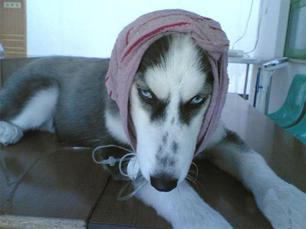 怎么教别人翻白眼,教我如何翻白眼