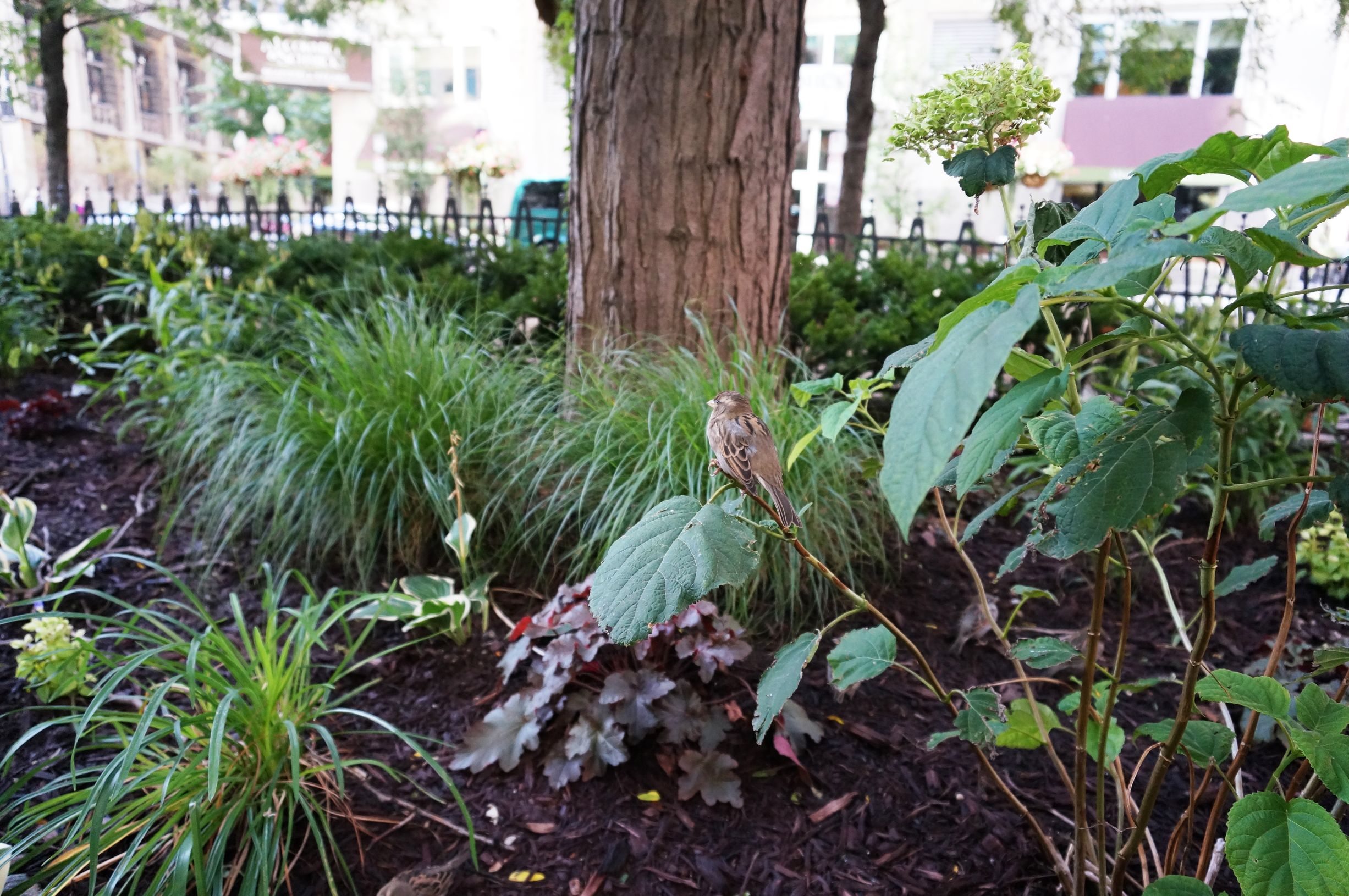 芝加哥一日游最佳路线,芝加哥坐船攻略旅游路线