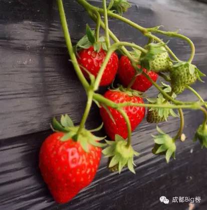 一个用味道留住你的草莓采摘园,52个新鲜草莓