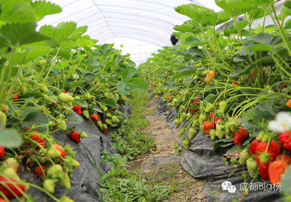 一个用味道留住你的草莓采摘园,52个新鲜草莓