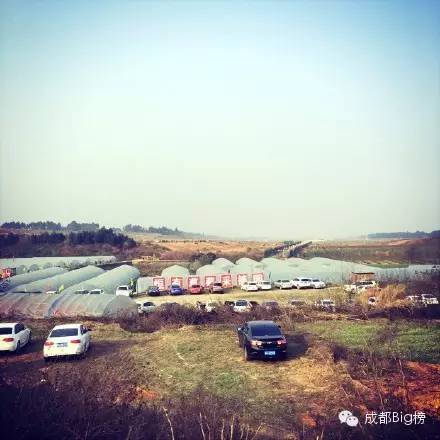 一个用味道留住你的草莓采摘园,52个新鲜草莓