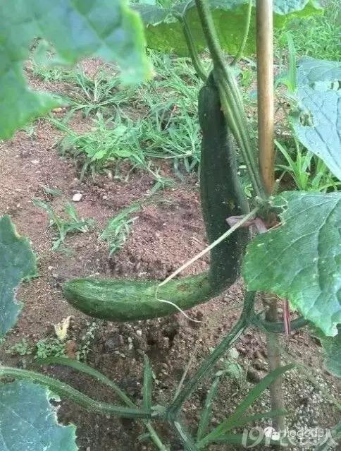一篇读懂黄瓜的六种病害与防治方法