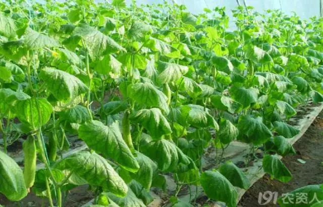 一篇读懂黄瓜的六种病害与防治方法