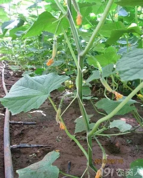 一篇读懂黄瓜的六种病害与防治方法