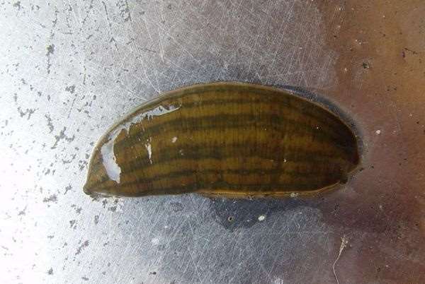 如果让水蛭吸饱血会怎么样,水蛭吸到我们身上会有什么反应