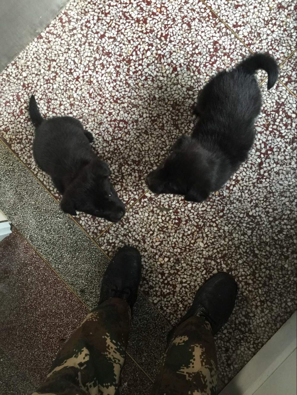 金毛生下来是黑的长大会变色吗,为啥金毛生的有黑的有黄的