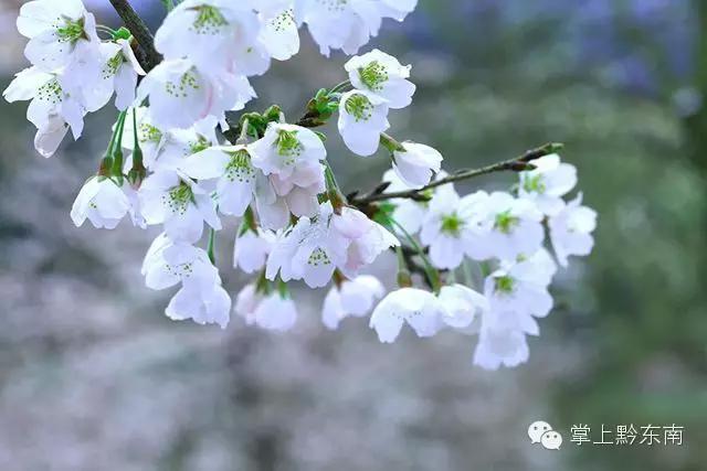 世界观赏樱花的3个地方,看樱花了吗