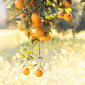 产妇吃水果需要注意什么,孕妈妈吃水果什么时间段吃比较好