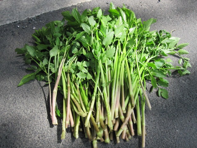 常见野菜吃法做法大全,常见野菜种类吃法