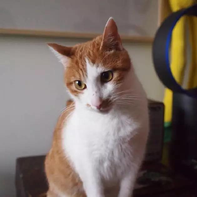 上海猫咪领养虹口,喵小汪宠物领养