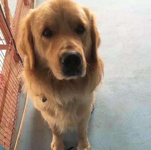 上海猫咪领养虹口,喵小汪宠物领养