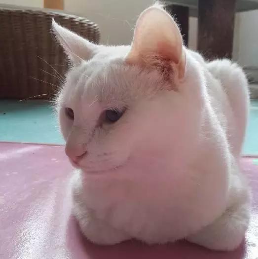 上海猫咪领养虹口,喵小汪宠物领养