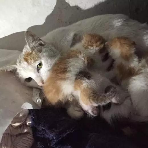 上海猫咪领养虹口,喵小汪宠物领养