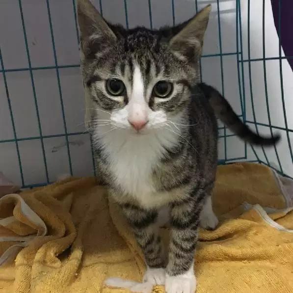 上海猫咪领养虹口,喵小汪宠物领养