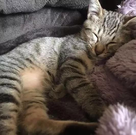 上海猫咪领养虹口,喵小汪宠物领养