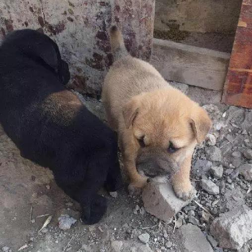 上海猫咪领养虹口,喵小汪宠物领养