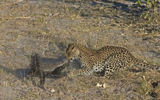 蜜獾单挑三只花豹,平头哥蜜獾大战三头花豹