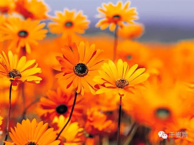 宜兴阳羡红子紫砂泥料,宜兴紫砂壶红雨款