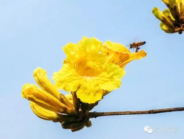 黄花风铃木娇艳,钦州灵山黄花风铃木