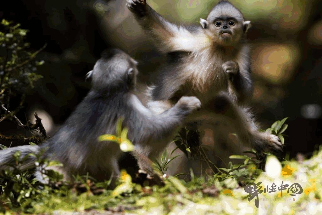 奚志农带队－10天9晚不丹之旅，4月24日出发