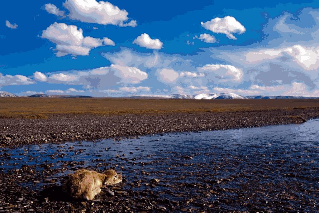 奚志农带队－10天9晚不丹之旅，4月24日出发