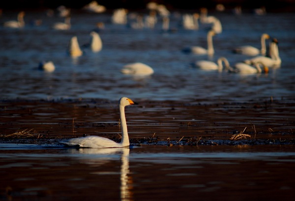 白石水库看天鹅最佳位置导航,白石水库看天鹅2020