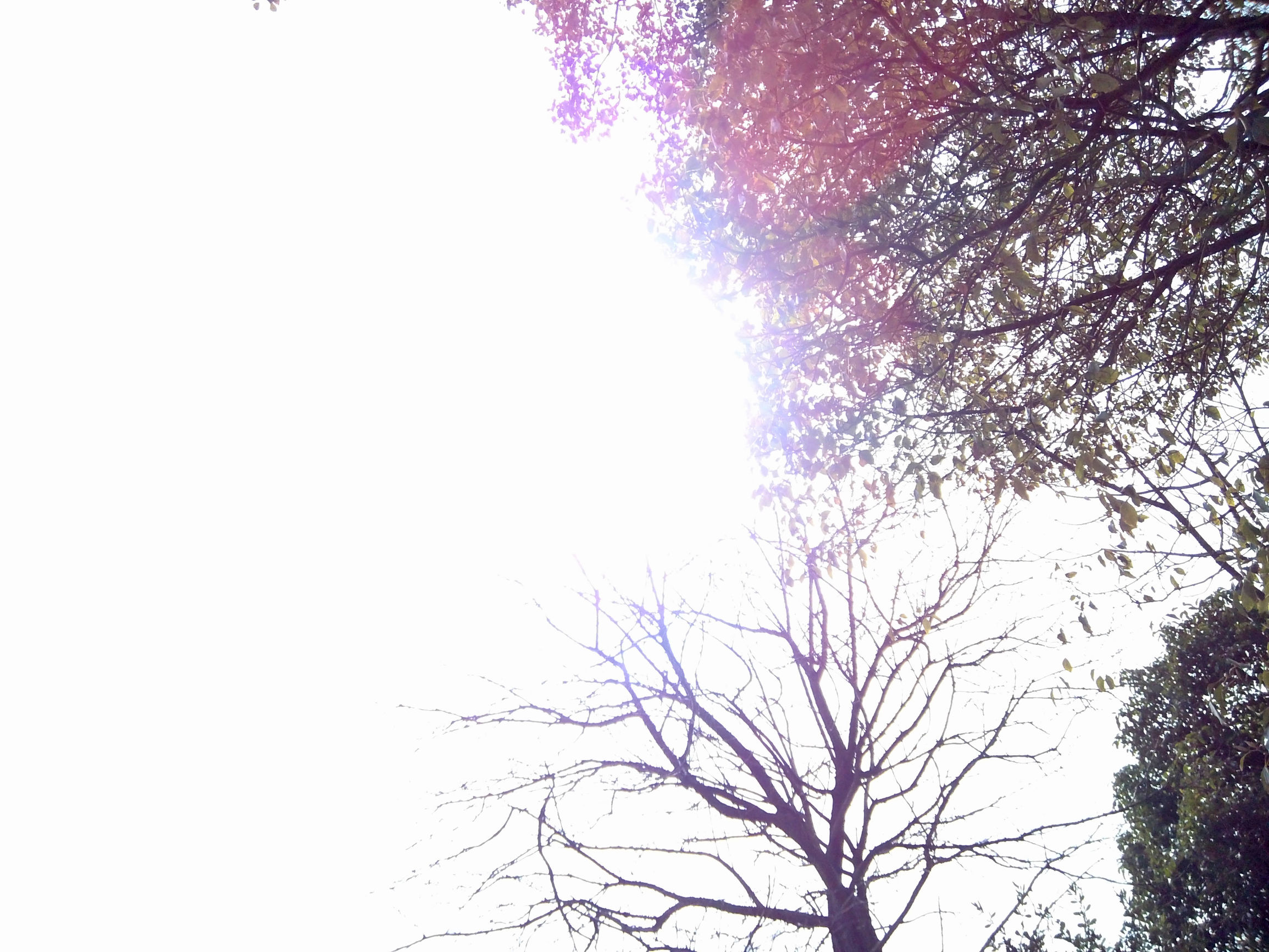 *拍偷**大湿OR生活记录大师,Foream便利贴相机