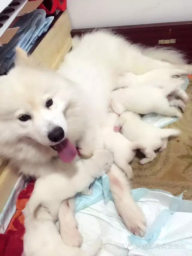 萨摩耶的妈妈生了,萨摩妈妈生养狗宝宝