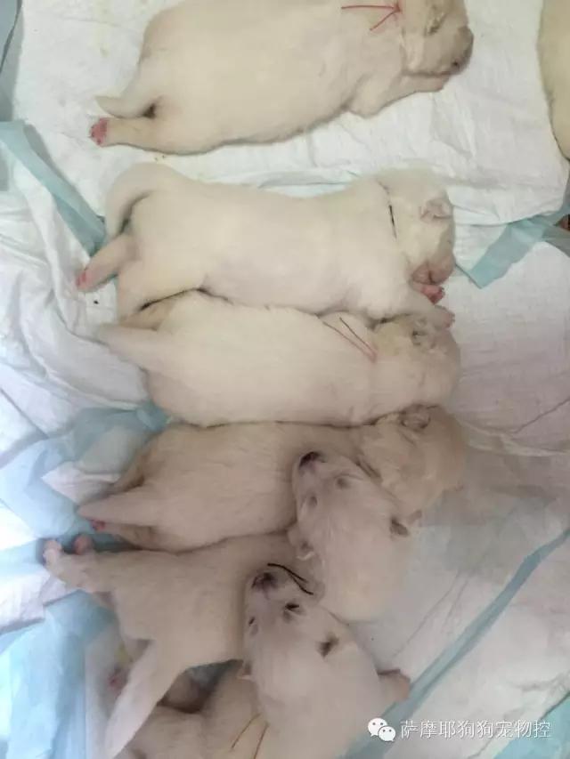 萨摩耶的妈妈生了,萨摩妈妈生养狗宝宝