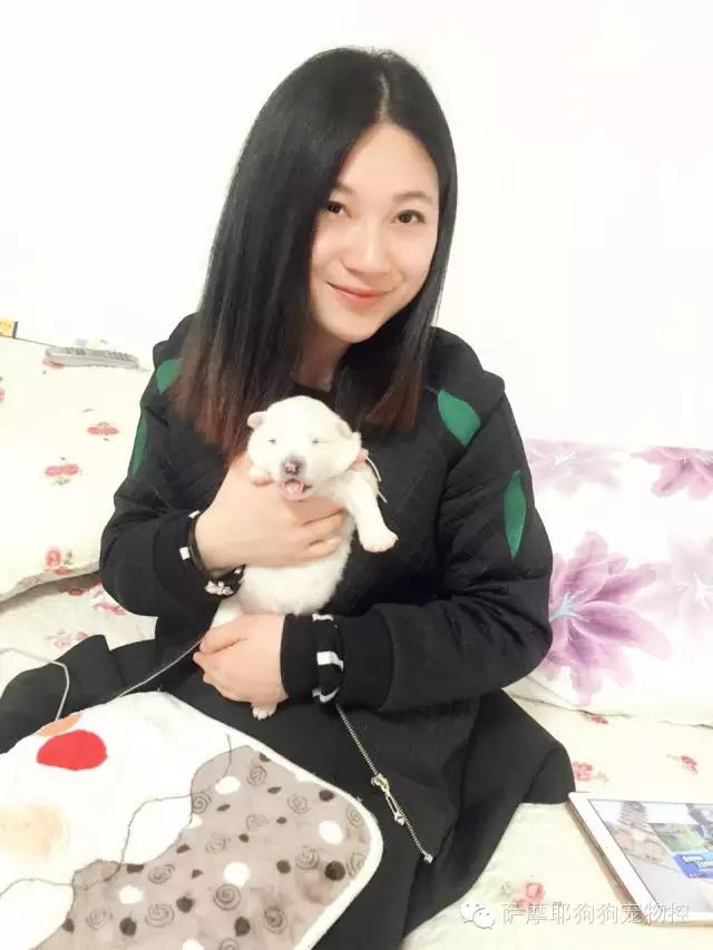 萨摩耶的妈妈生了,萨摩妈妈生养狗宝宝