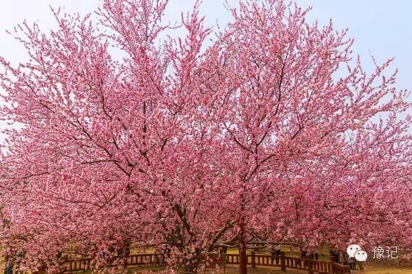 郑州国立西郊公园怎么进去,国立郑州西郊公园