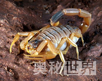 世界上最毒的十种动物排名,世界上的十大毒王