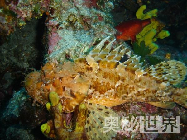 世界上最毒的十种动物排名,世界上的十大毒王