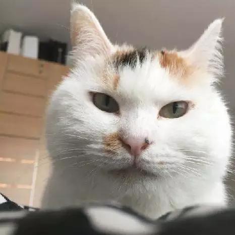 上海市领养流浪动物的地方在哪里,上海市领养小猫的地方