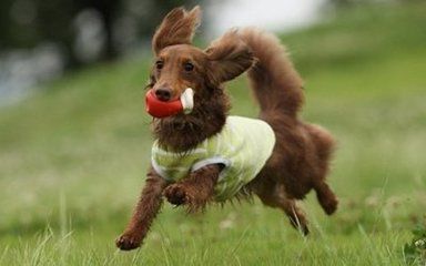 狗狗肠胃炎怎么办？狗狗肠胃炎的原因及治疗