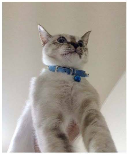 男子路过公园被流浪猫一见钟情,万万没想到,散步都能捡个主子