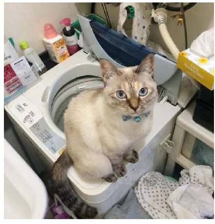 男子路过公园被流浪猫一见钟情,万万没想到,散步都能捡个主子