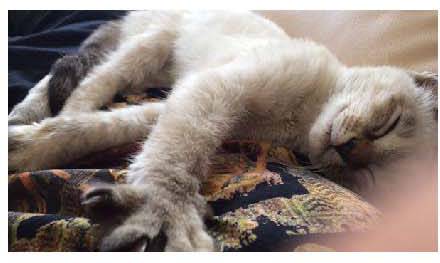 男子路过公园被流浪猫一见钟情,万万没想到,散步都能捡个主子