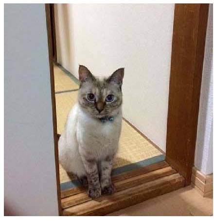 男子路过公园被流浪猫一见钟情,万万没想到,散步都能捡个主子